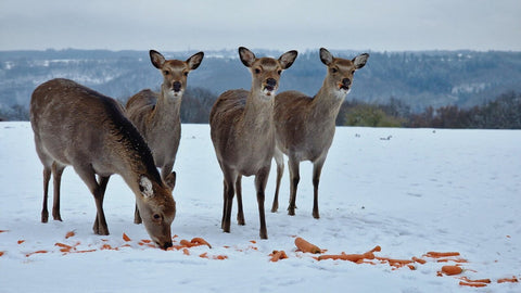 Klotti Park prolonge sa saison et rouvre son parc animalier pour l’hiver